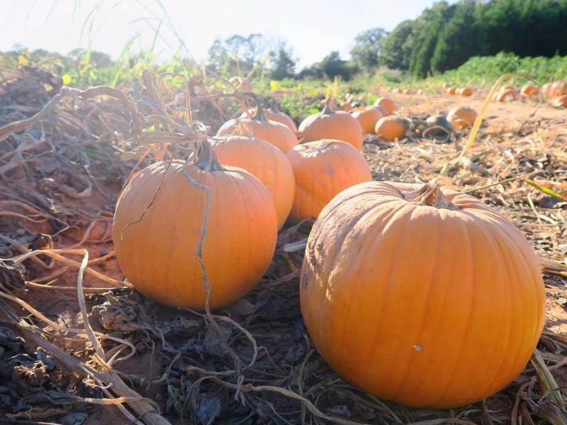 Yule Forest Pumpkin Patch, Stockbridge