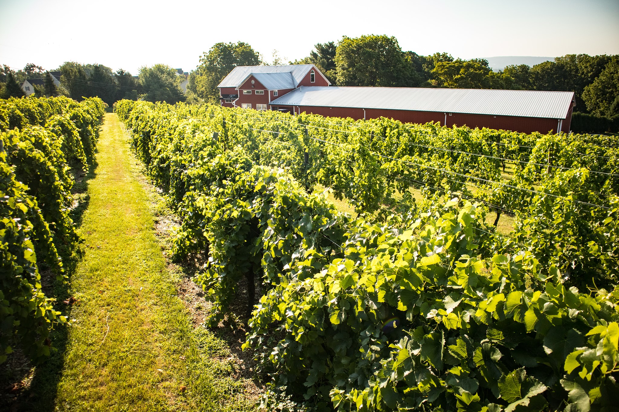 Vynecrest Vineyards & Winery