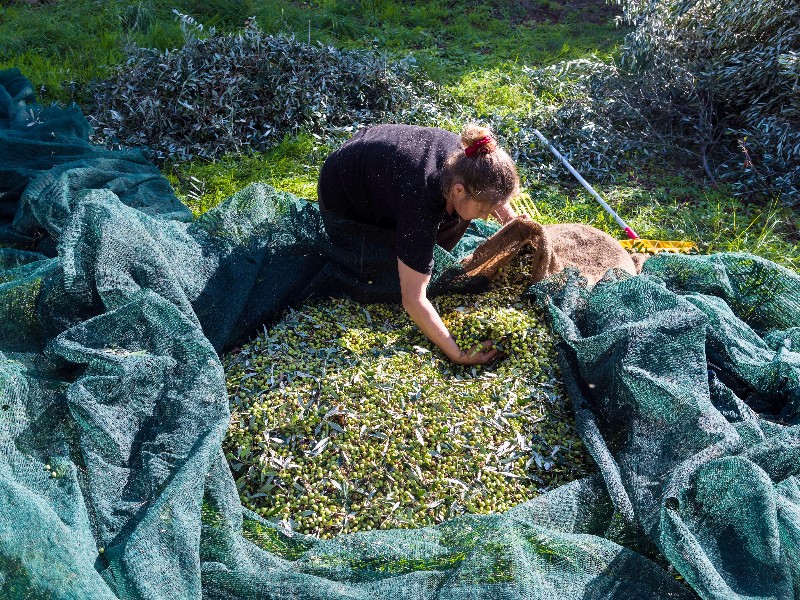  Olive harvest, Peloponnese, Greece.