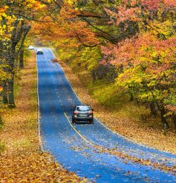 asphalt road with autumn foliage