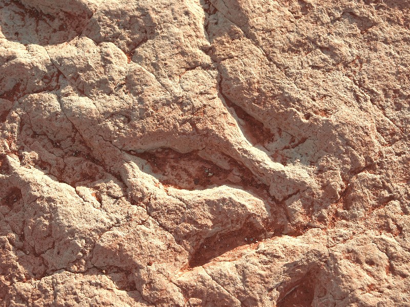 Dinosaur tracks, Tuba City