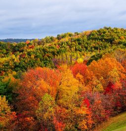 forested hills with brilliant fall foliage