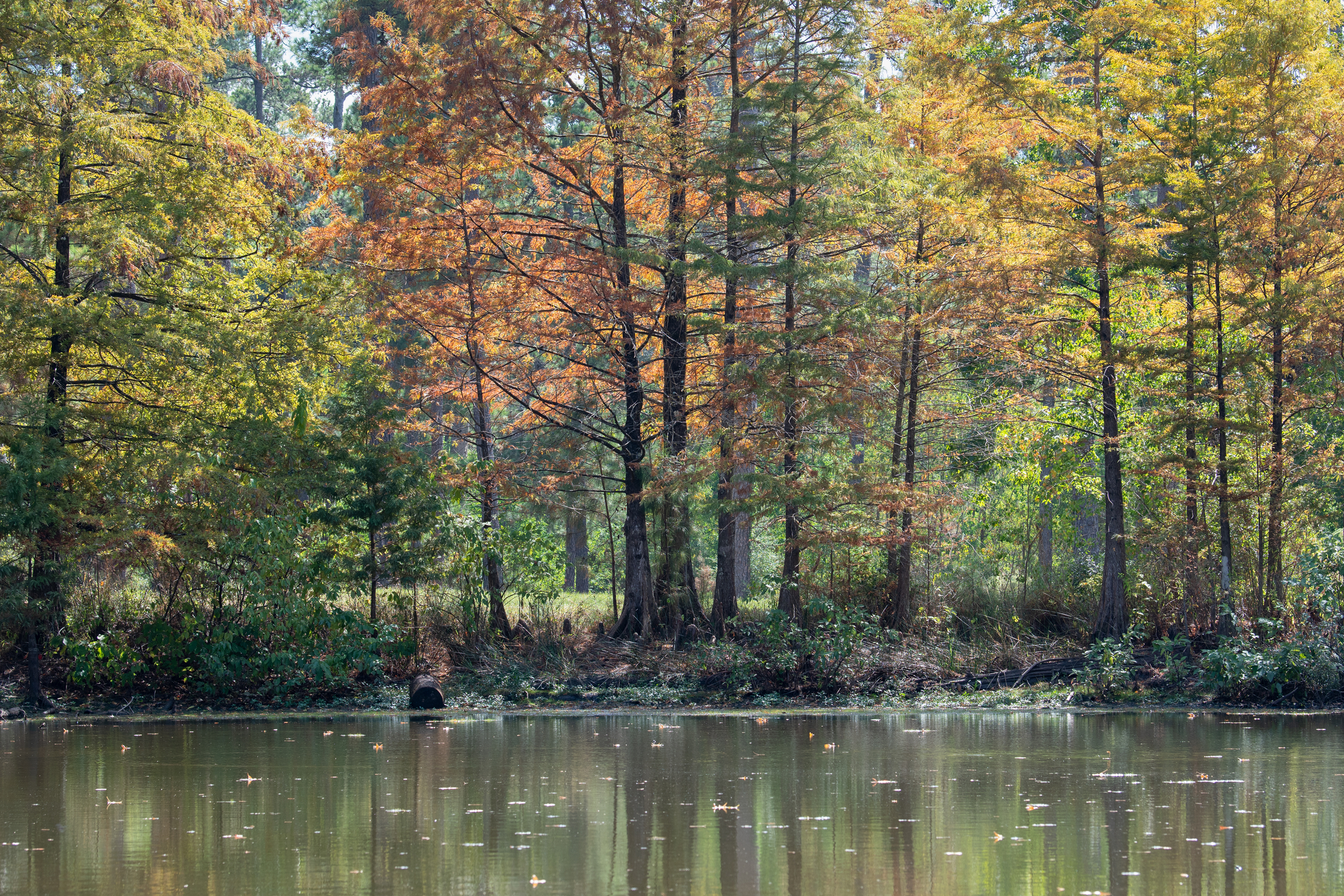 Pond in East Texas