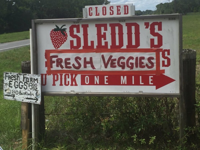 Sledd's U-Pick Strawberries, Mims