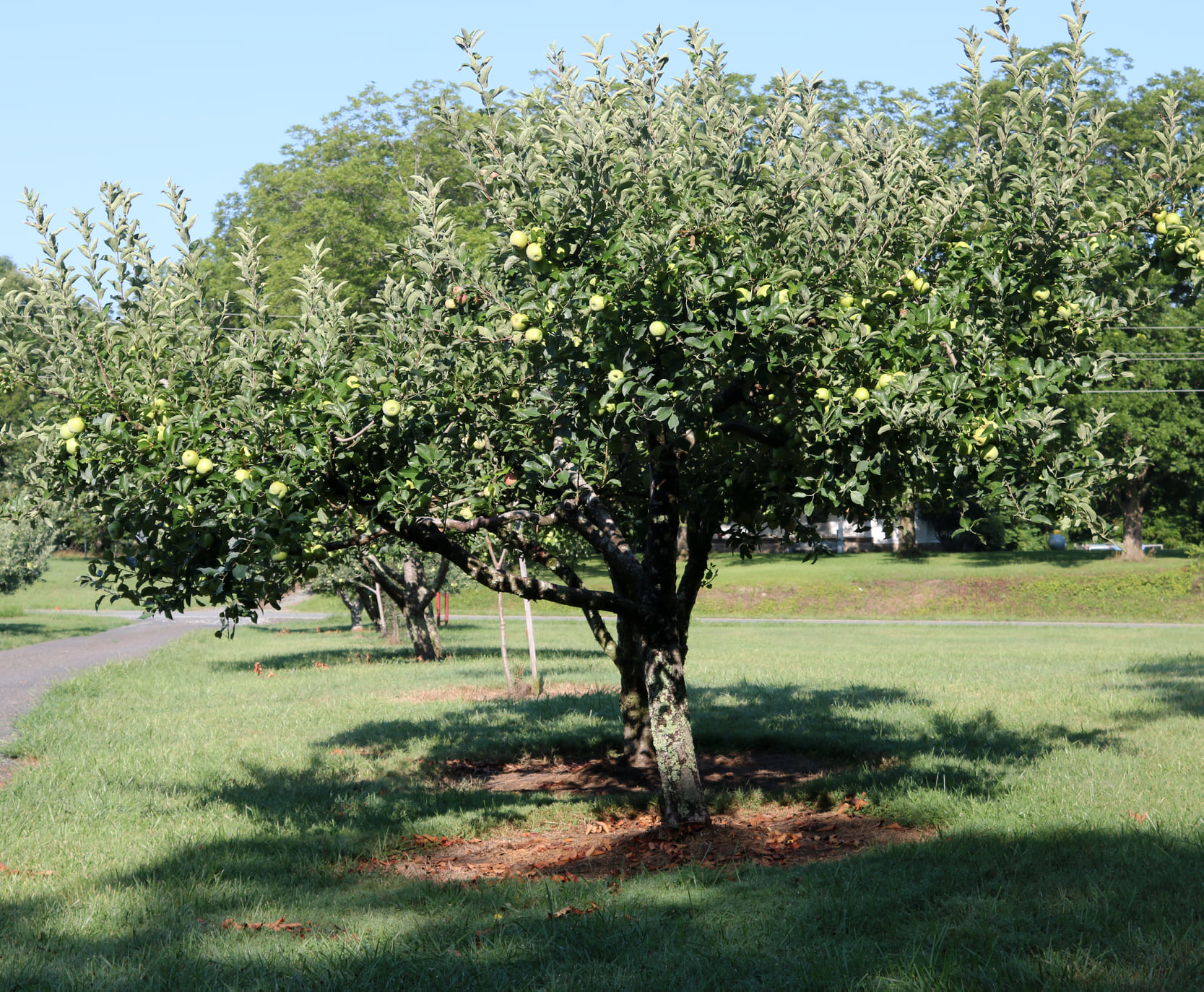 Devil Dog Orchard