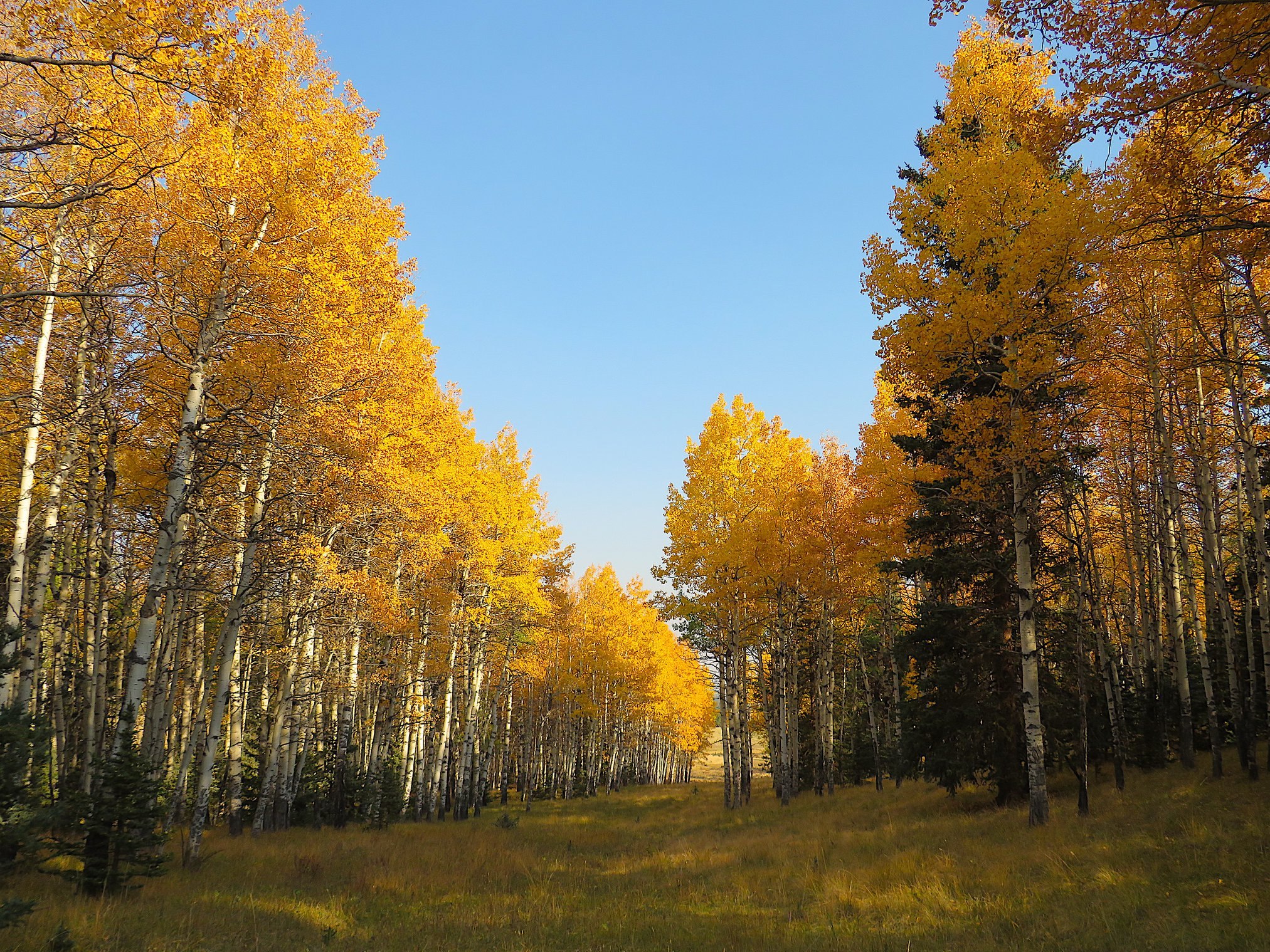 Mueller State Park