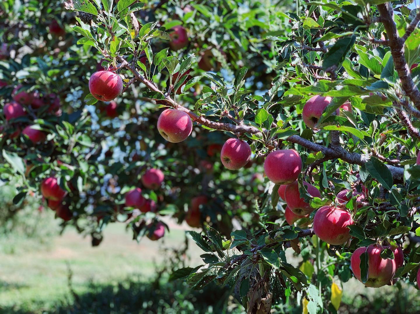 Carrigan Farms