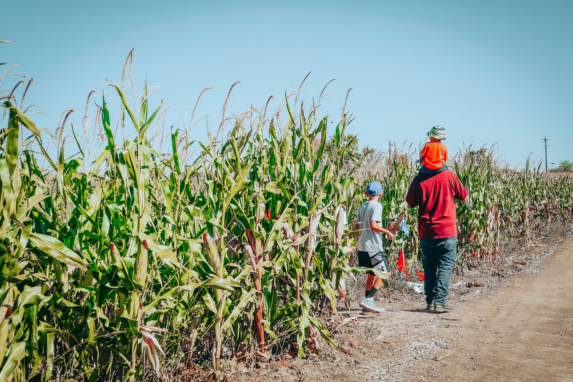 Maize in the City