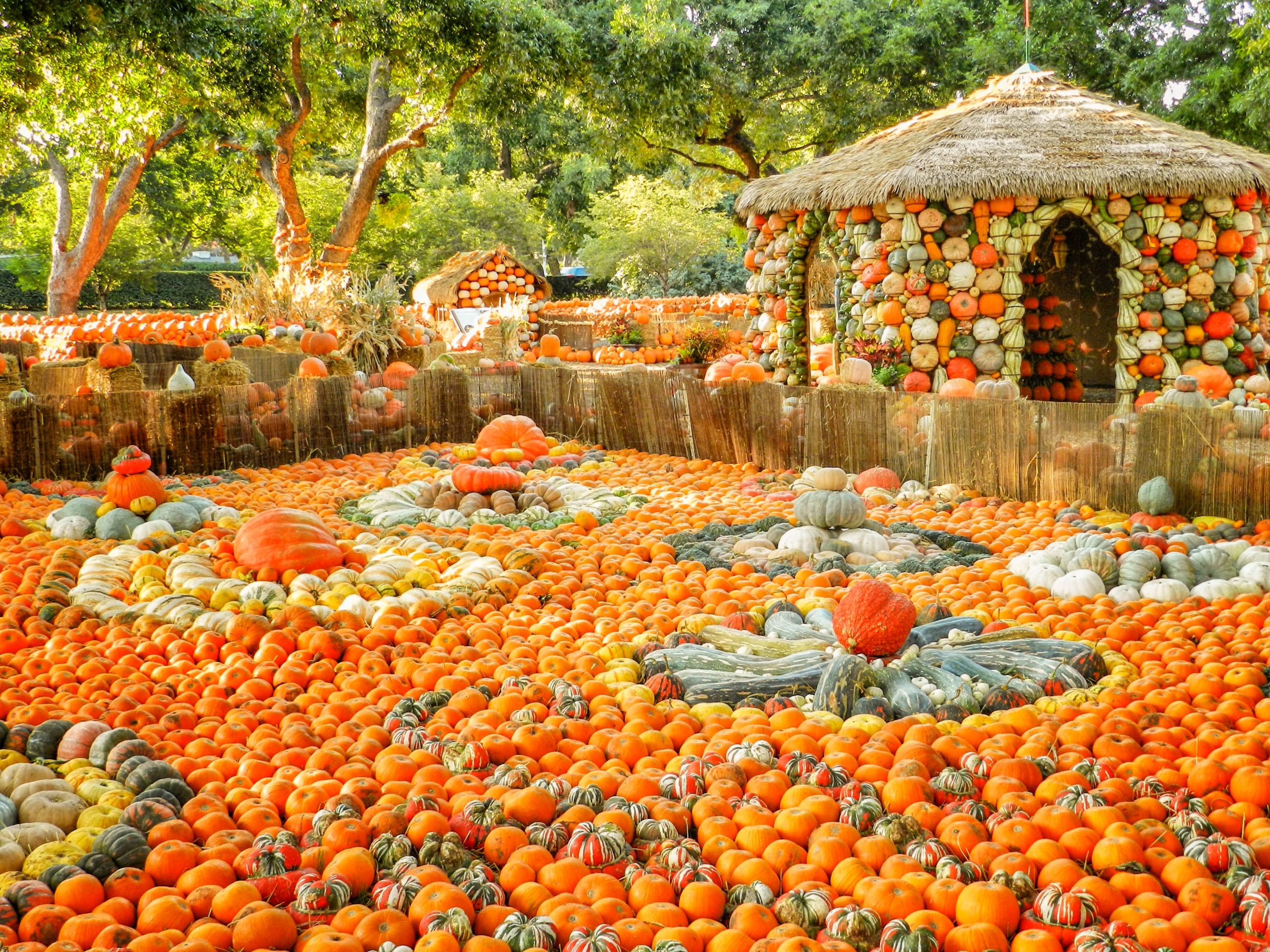 Autumn at the Arboretum