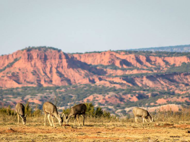 Caprock Canyons State Park
