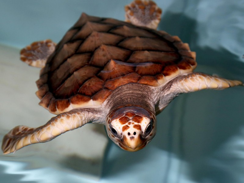 North Carolina Aquarium