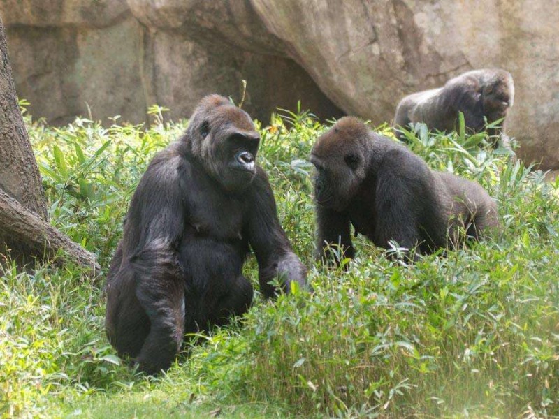 North Carolina Zoo