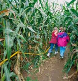 kids running through corn maze