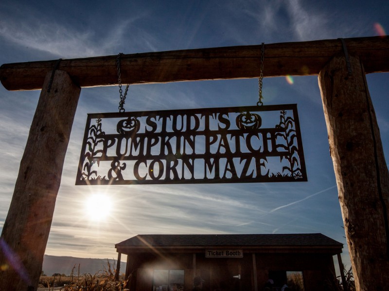 Studt's Pumpkin Patch & Corn Maze