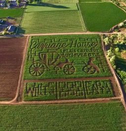 aerial view of corn maze with designs