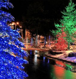 blue and green christmas trees lit up