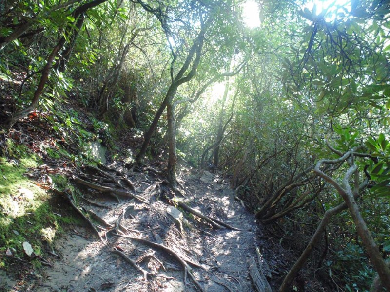 Many of the trails at Linville Gorge remain rather untouched.