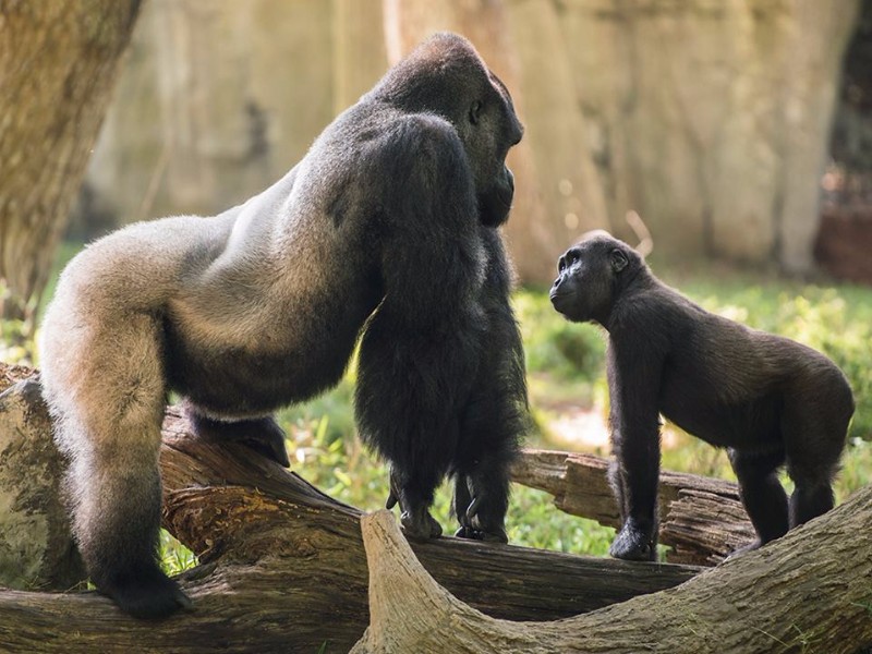 North Carolina Zoo in Asheboro