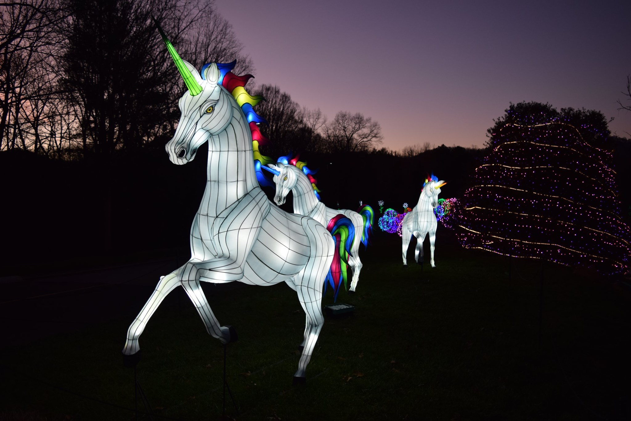 Winter Lights at the North Carolina Arboretum