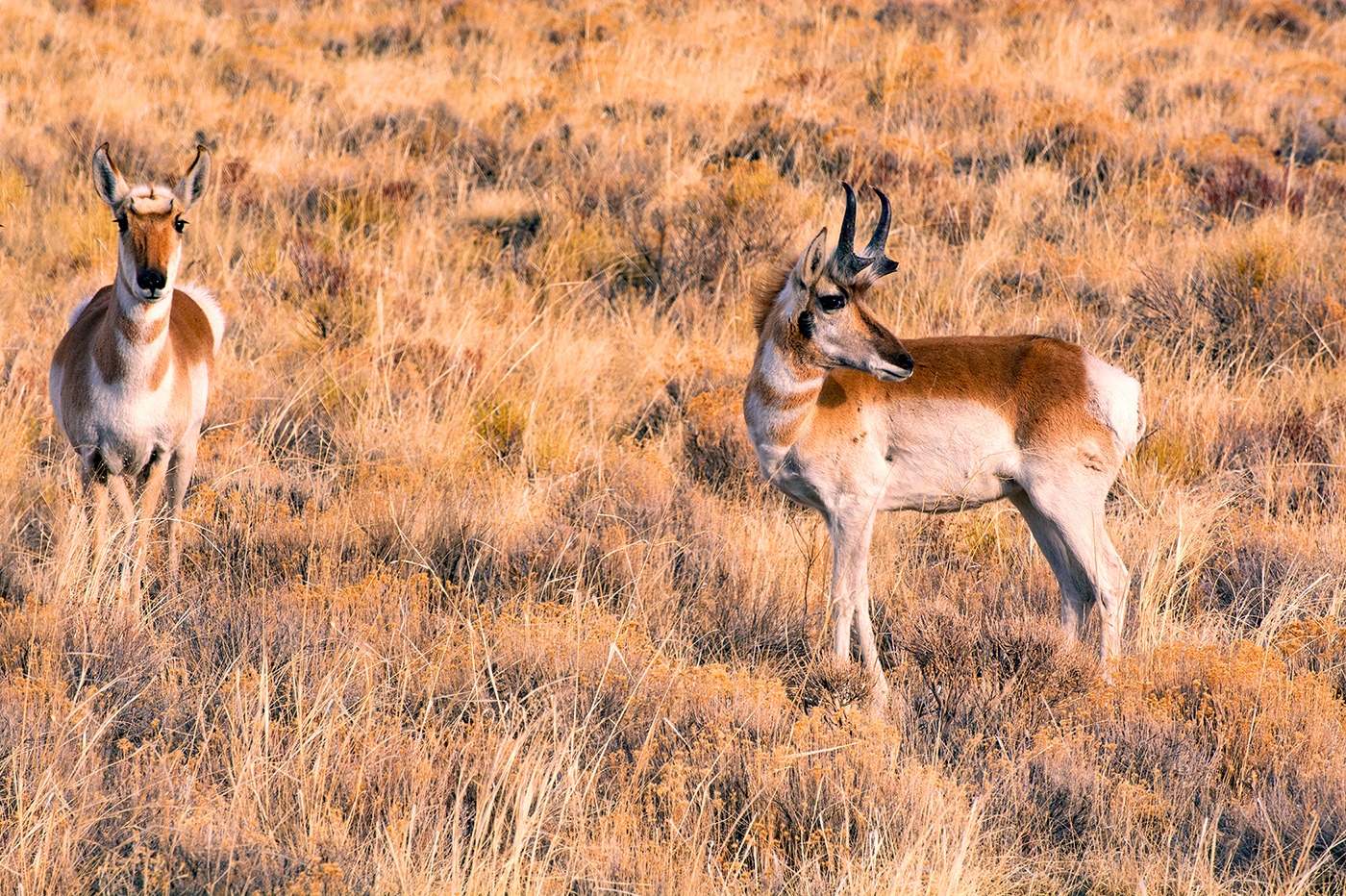 Pronghorn Antelope near the Great Sand Dunes National Park and Preserve