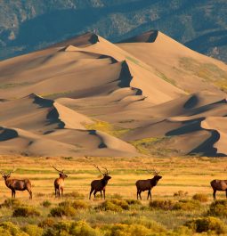 five elk grazing near the Great Sand Dunes with mountain caps behind them