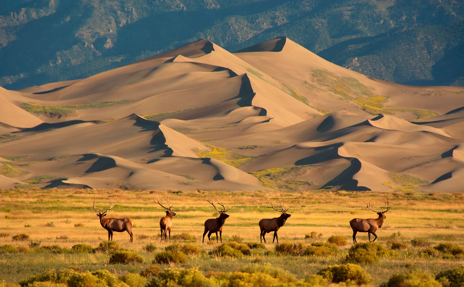 Wildlife at the Great Sand Dunes National Park and Preserve