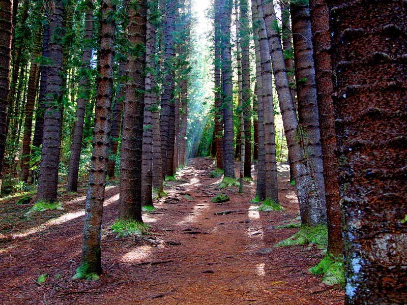 Pine forest grove along Sleeping Giant Trail