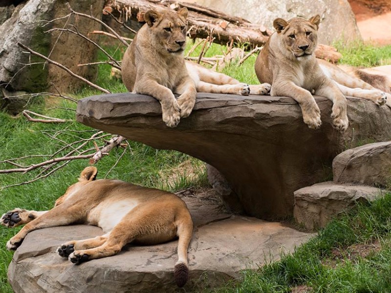 North Carolina Zoo in Asheboro, NC