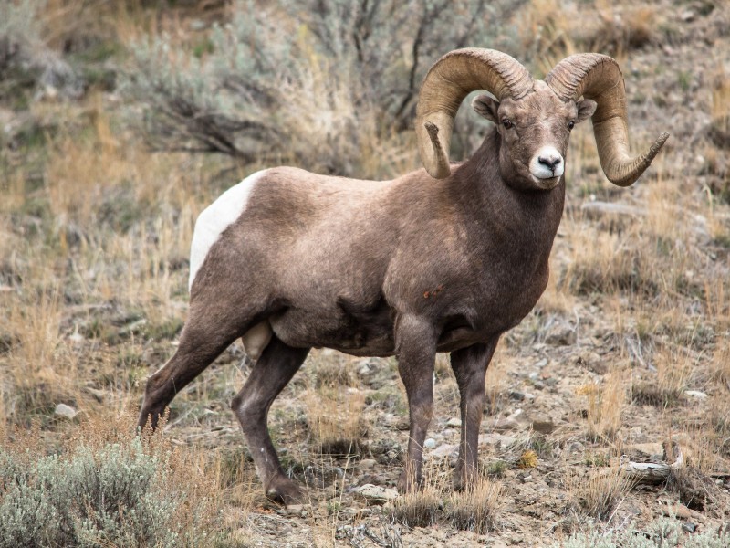 Bighorn Sheep