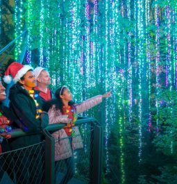 people walking through light show