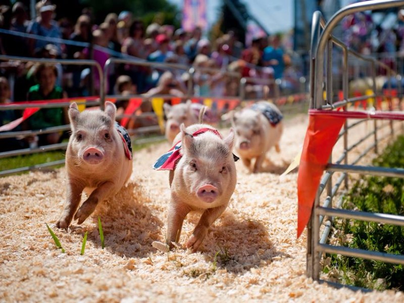 Pig races at the fair