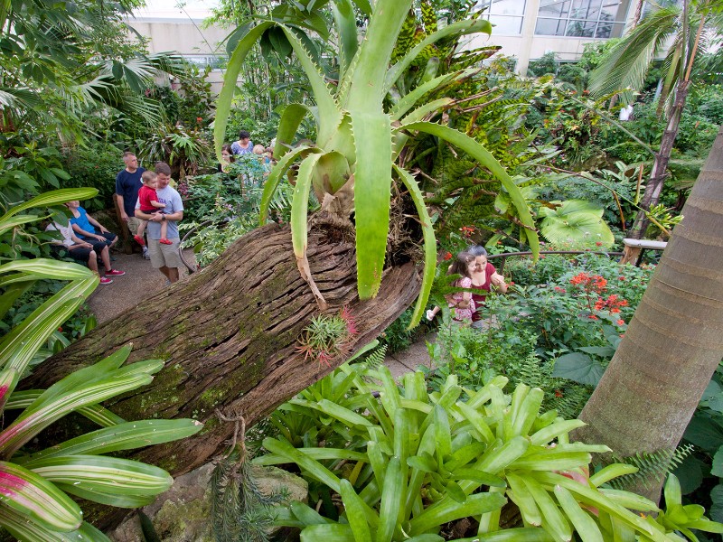 Butterfly Rainforest at Florida Museum of Natural History