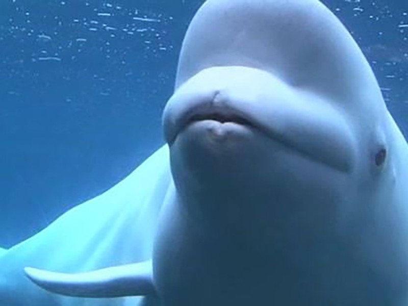 Beluga whale at Mystic Aquarium