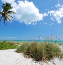 palm trees on beach at captiva island