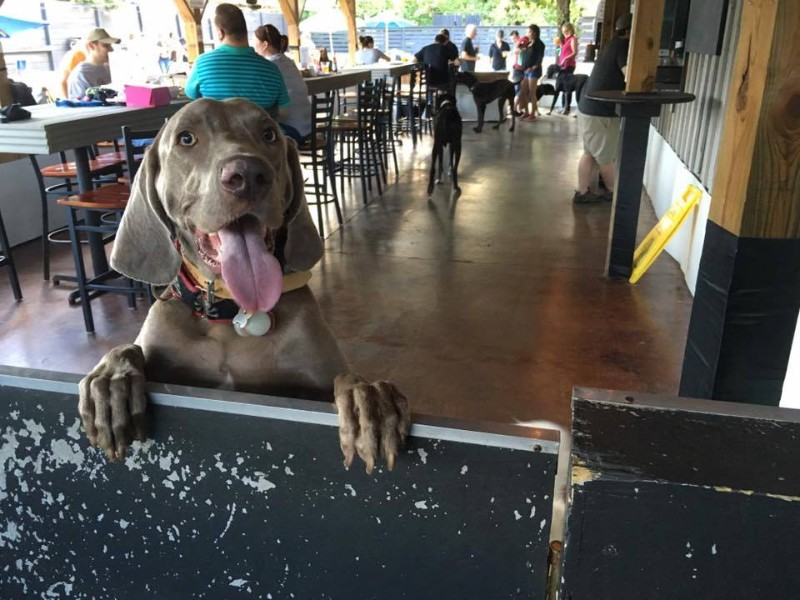 Lucky Dog Bark and Brew has two locations in N.C.