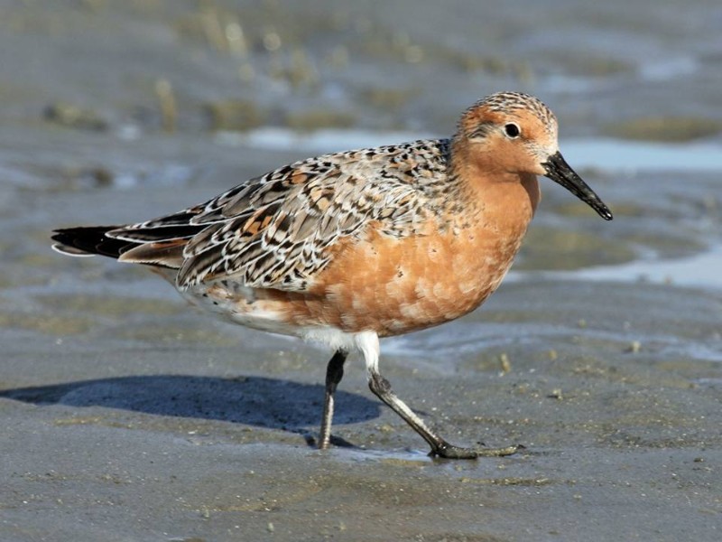 Visit the Leonabelle Turnbull Birding Center to view numerous bird species.