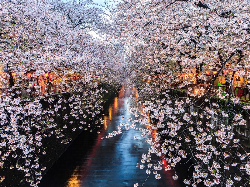 Cherry blossoms at Meguro Canal in Tokyo