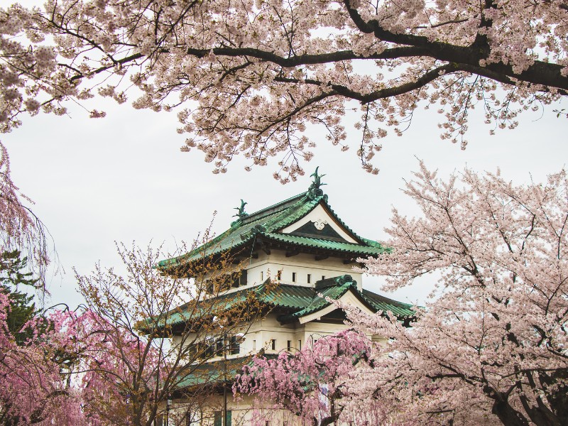 Hirosaki Castle surrounded by cherry blossoms