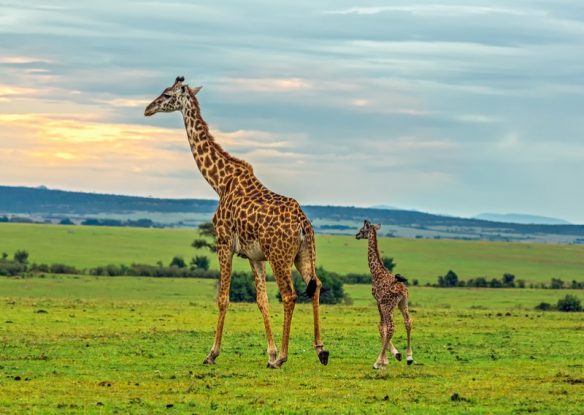 baby giraffe follows adult giraffe in wide open plain