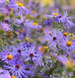 purple flowers at Airlie Gardens