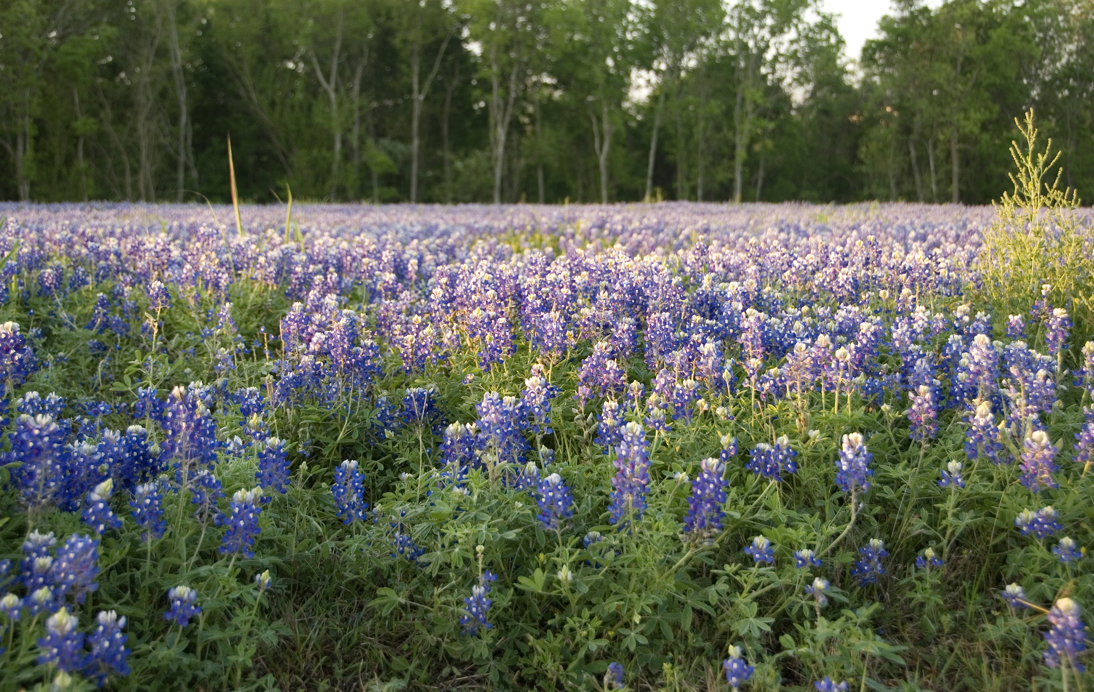 Field of bluebonnets in Brenham, Texas