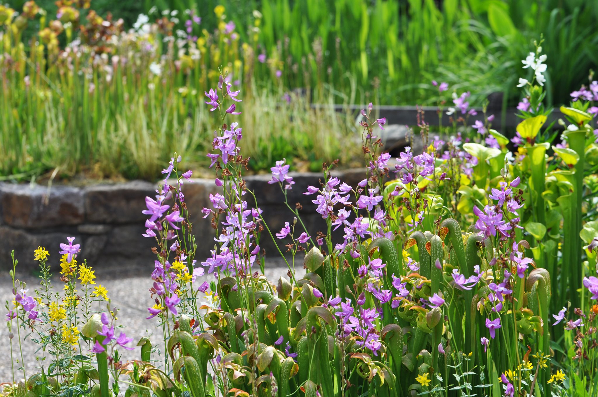 North Carolina Botanical Garden