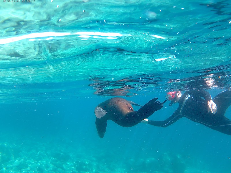 snorkeling with the sea lions through Baja Sur Tours