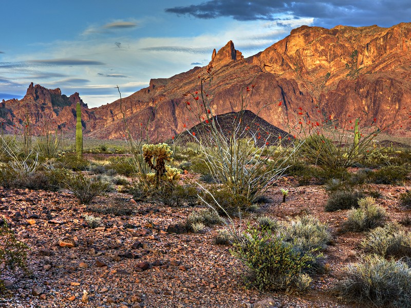 Ocotillo in Kofa National Wildlife Refuge at sunset Arizona