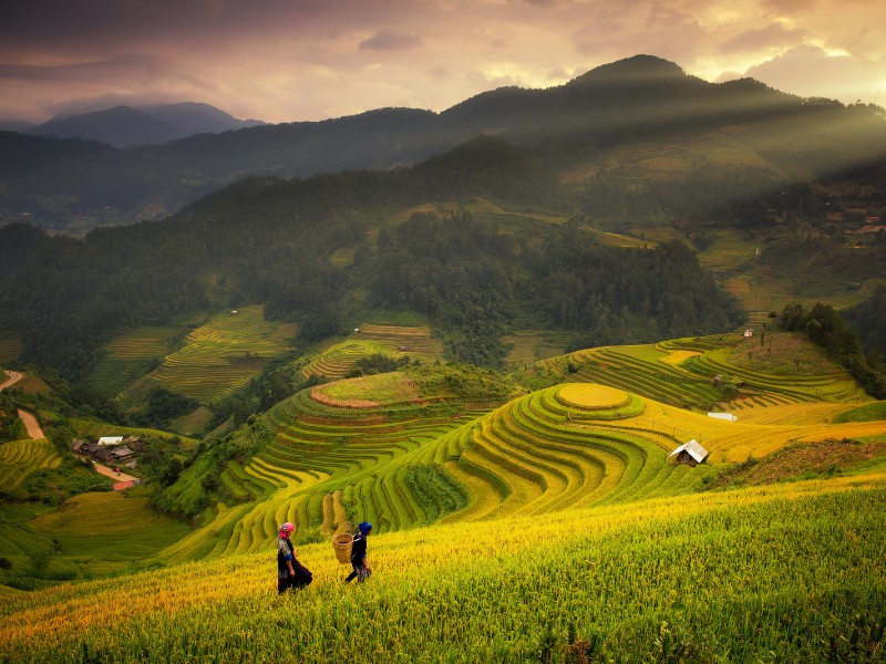 Verdant rice fields in Sapa