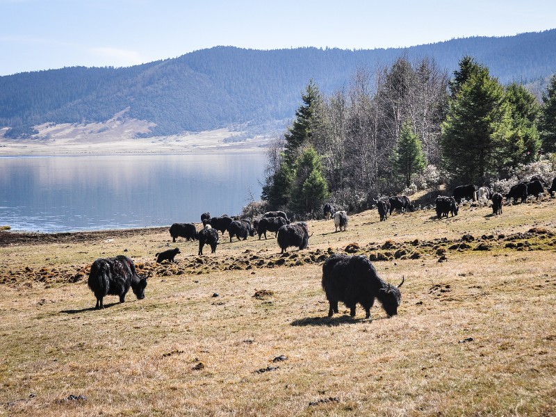 Wild yaks at Pudacuo National Park