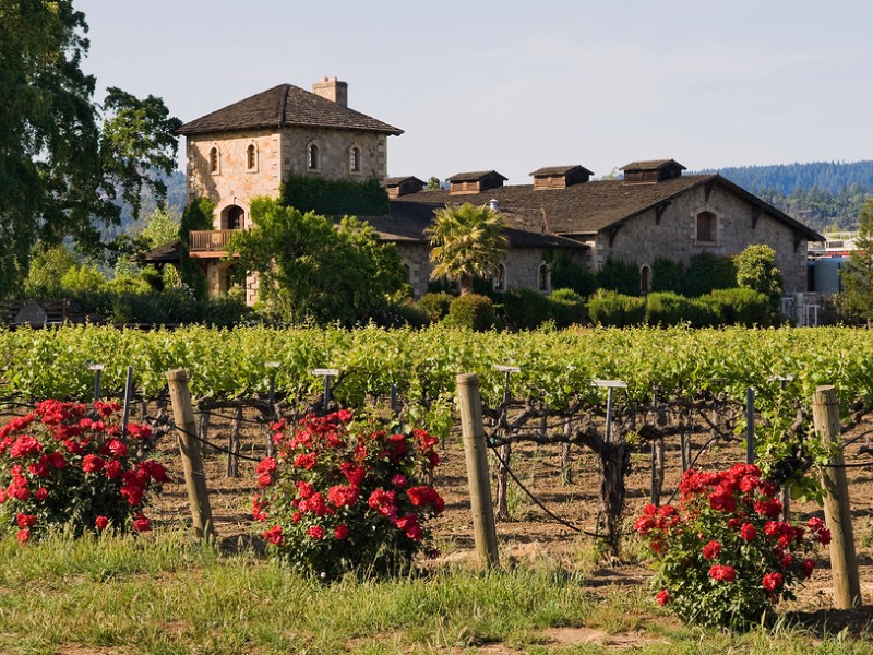 Winery in Napa Valley with flowers in the foreground