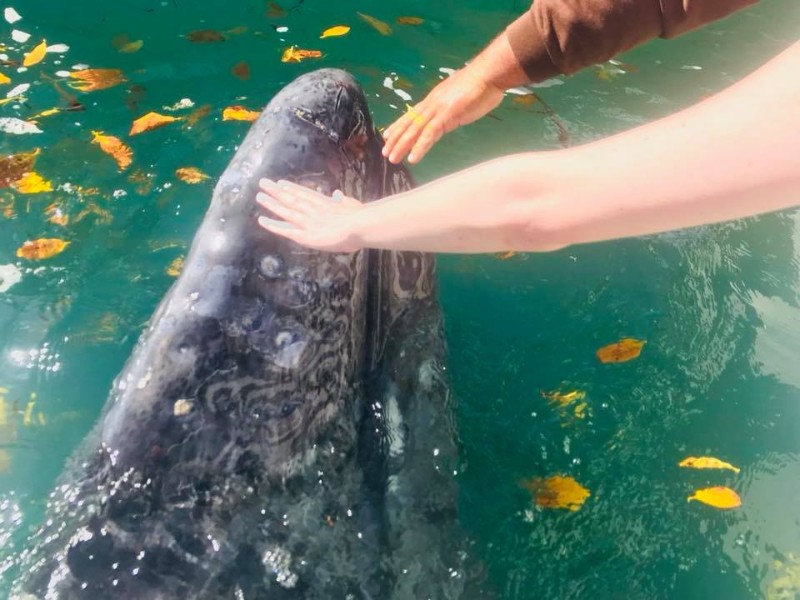 petting one of the gray whales, Magdalena Bay