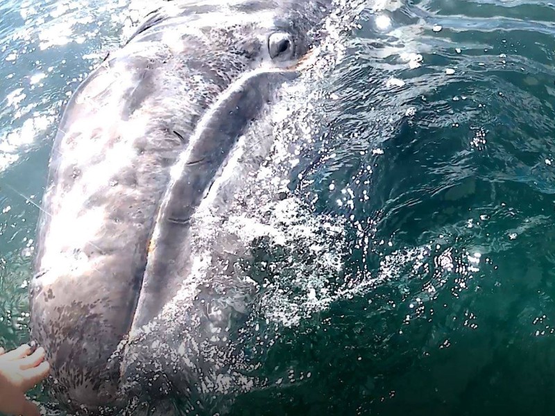 gray whale Magdalena Bay