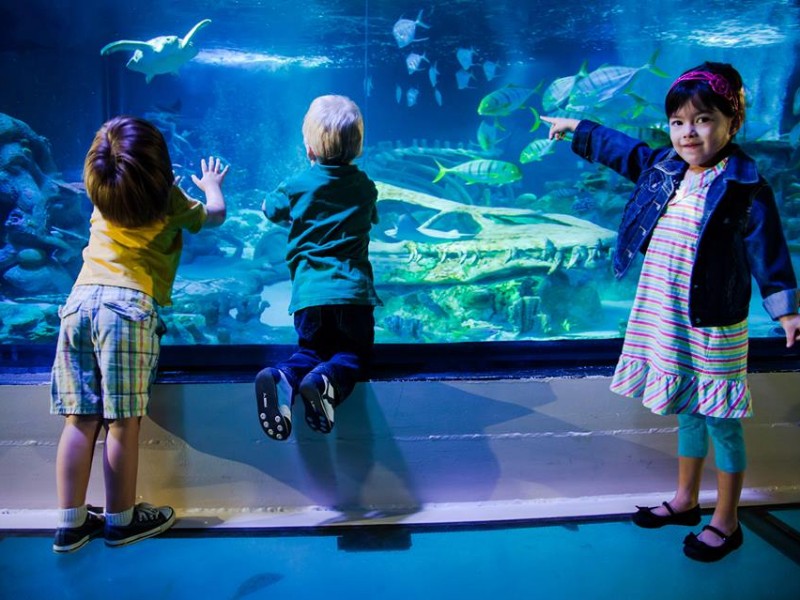 Concord Malls has a full scale aquarium right inside the mall!